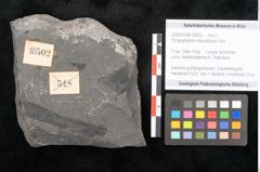 Foto (Objekt + Etikett) von Dictyophyllum obtusilobum Sch. (NHMW-GEO-2024-0188-10502)